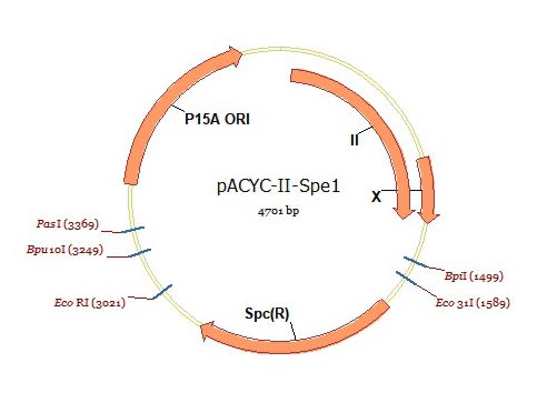pACYC-II-Spe1